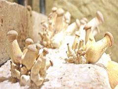 149 MUSEE DU CHAMPIGNON A  SAUMUR 2016 2_000004